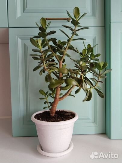 Толстянка. Денежное дерево