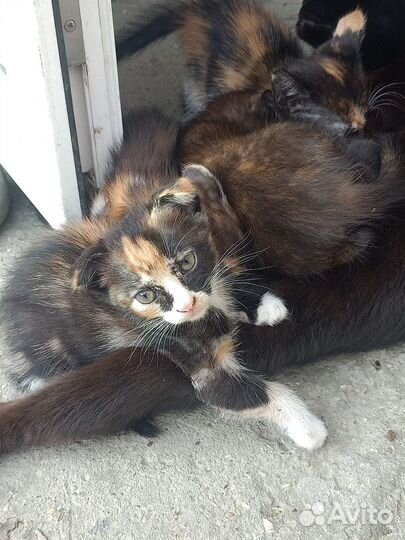 Котята в добрые руки бесплатно