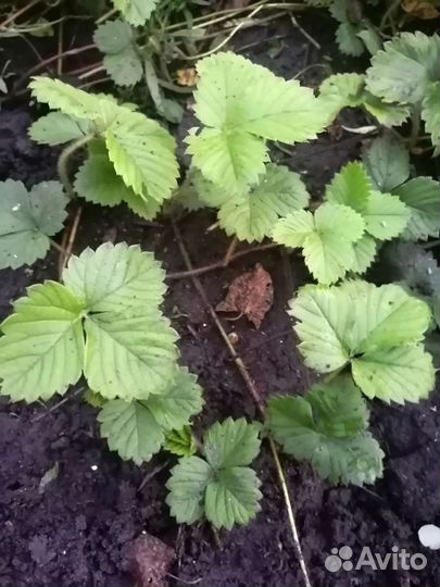 Рассада виктории