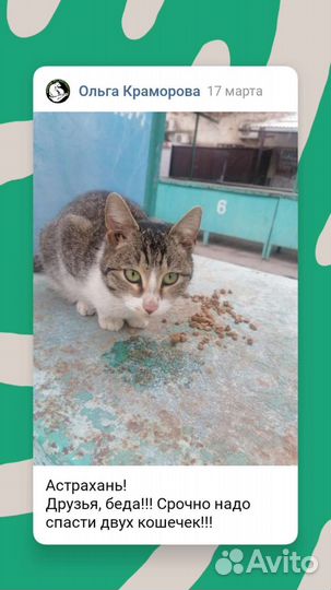 Кошечка в добрые руки