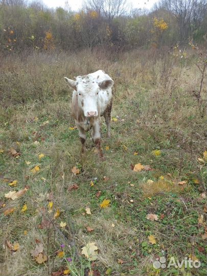 Корова с телятами