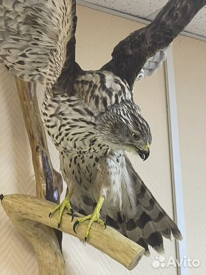 Чучело птицы