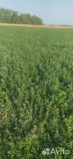 Сено в тюках