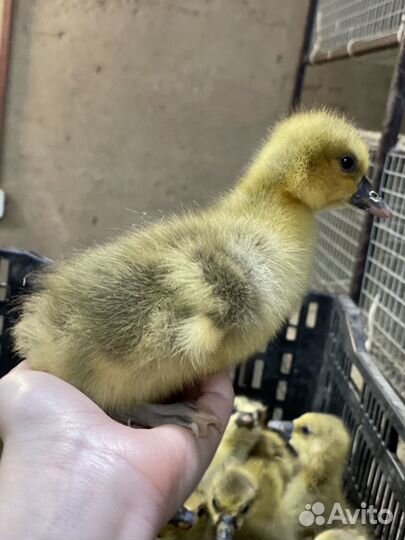 Мулард, Гусь и ст-5 с Доставкой