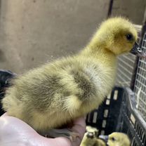 Мулард, Гусь и ст-5 с Доставкой, Керчь