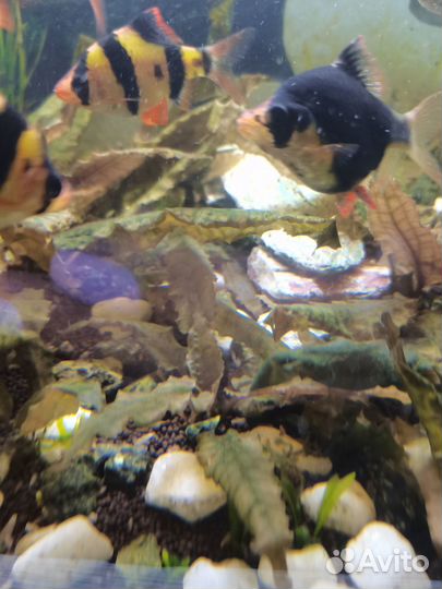 Криптокорина Вендта