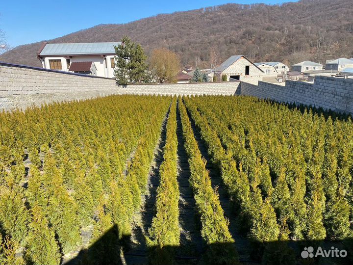 Туя Смарагд 100 см