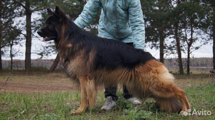 Немецкая овчарка