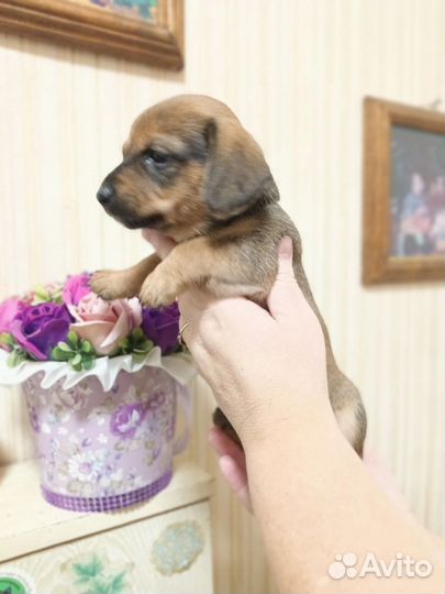 Щенки таксы