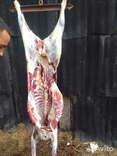Мясо баранина свежая