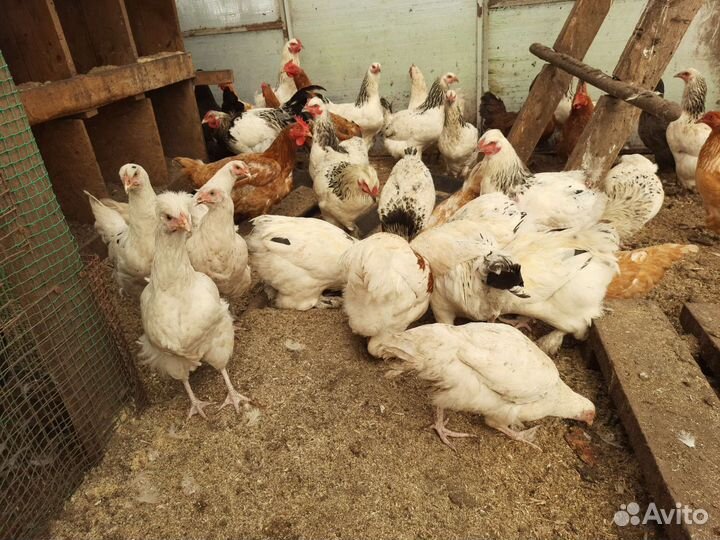 Куры молодки