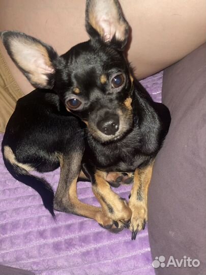 Вязка той-терьер