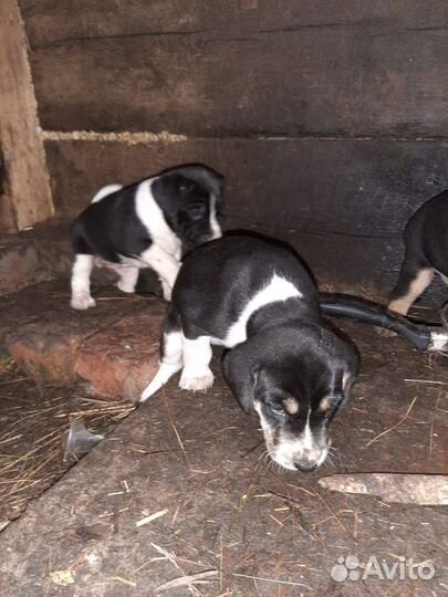 Собаки щенки