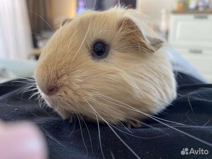 Морские свинки