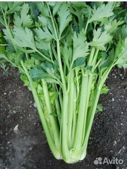 Сельдерей