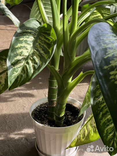 Диффенбахия