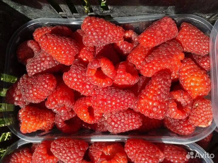 Тибетская малина/ежевика/малина красная и желтая