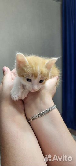 Котенок в добрые руки