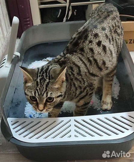 Лоток для кошек большой