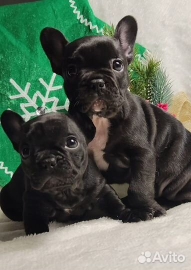 Французский бульдог щенки