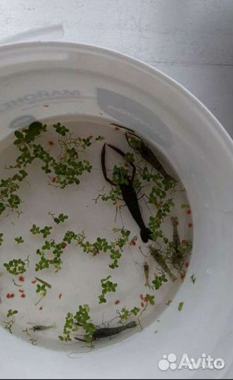 Макробрахиумы,Гуппи,Мелании