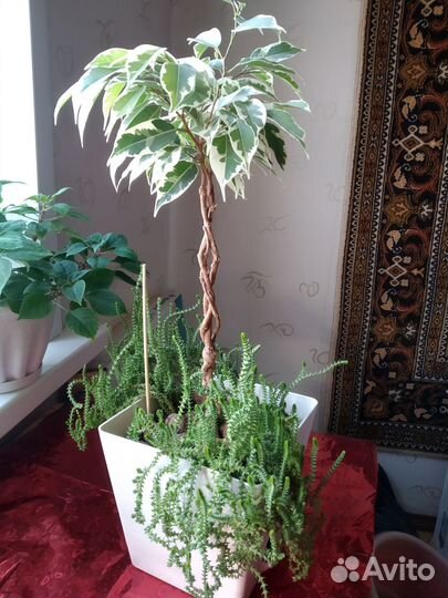 Фикус Бенджамина пестролистный Стар Лайт