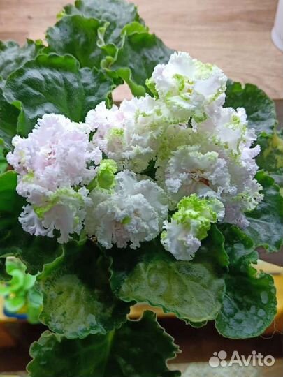 Детки сортовых фиалок