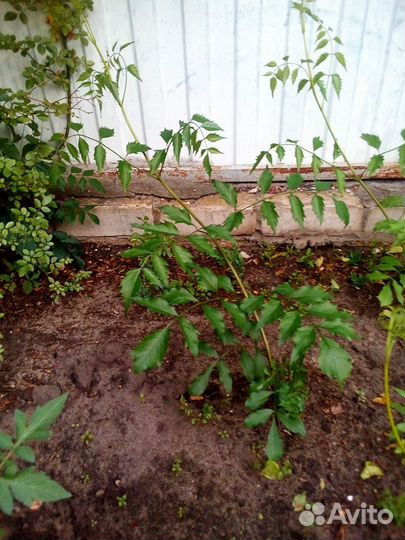 Кампсис - неприхотливая лиана - живая изгородь