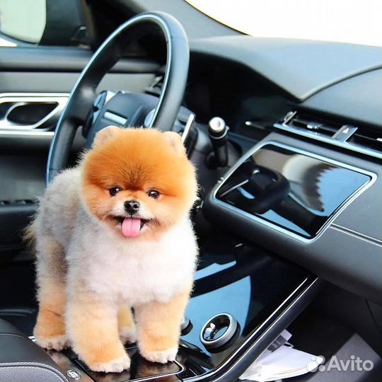 Щенки Толстолапые медвежата