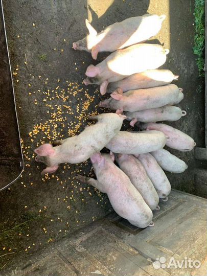 Поросенок ландрас