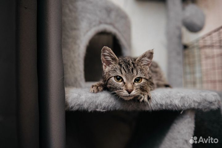 Котёнок девочка в добрые руки