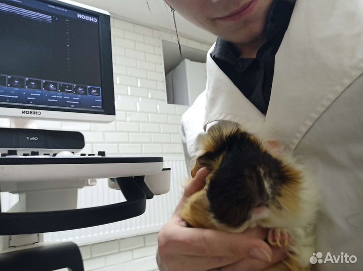 Выездной вет врач по грызунам. Ратолог