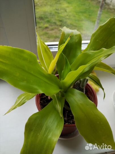 Комнатные растения цветы