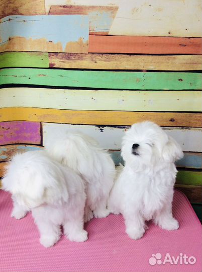 Мальтийская болонка Мальтезе