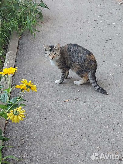 Котики бесплатно в добрые руки