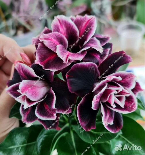 Адениумы тёмные сорта в ассортименте