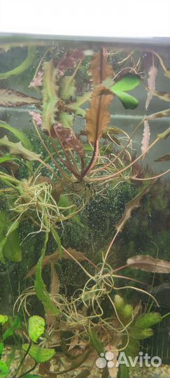 Аквариумные растения