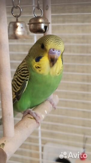 Птенец волнистого попугая