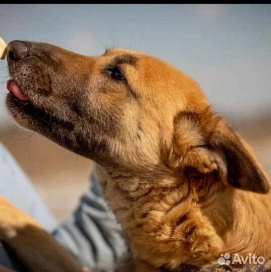 Собака в добрые руки