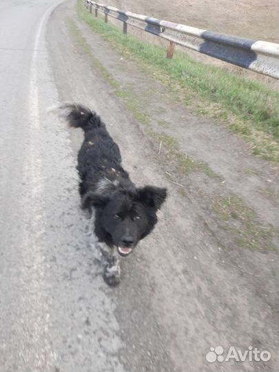 Собака дворняжка