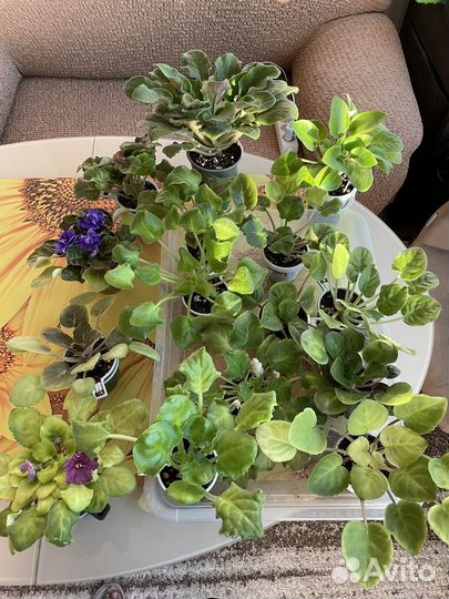 Фиалка взрослая набор 15 шт