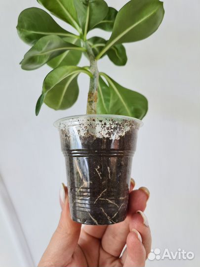 Черенки адениума