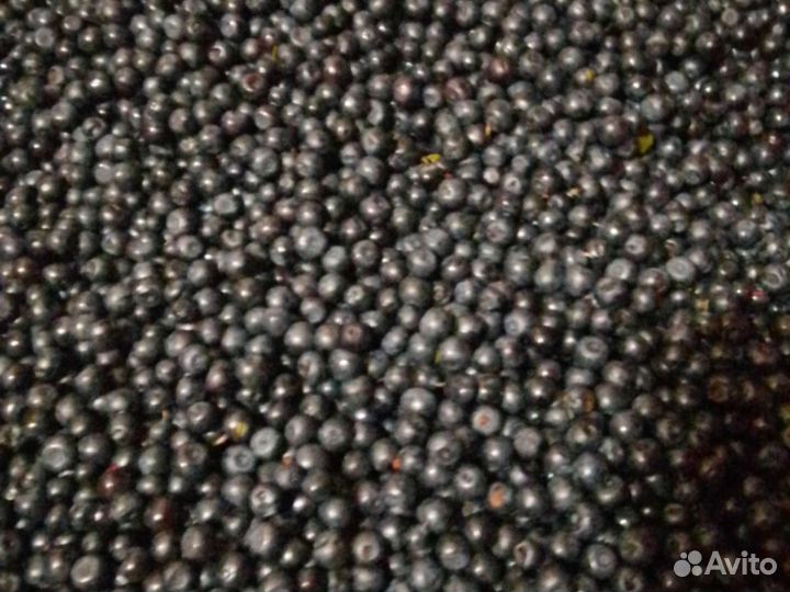 Ручная сборка свежие ягоды черники