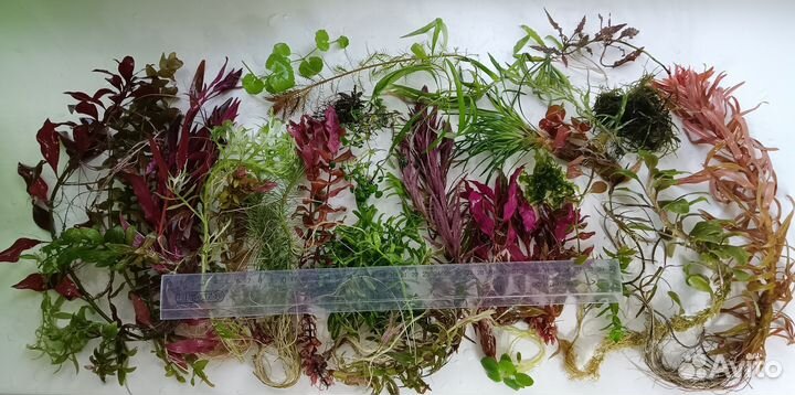 Аквариумные растения прополка