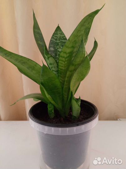 Сансевиерия (щучий хвост) с детками