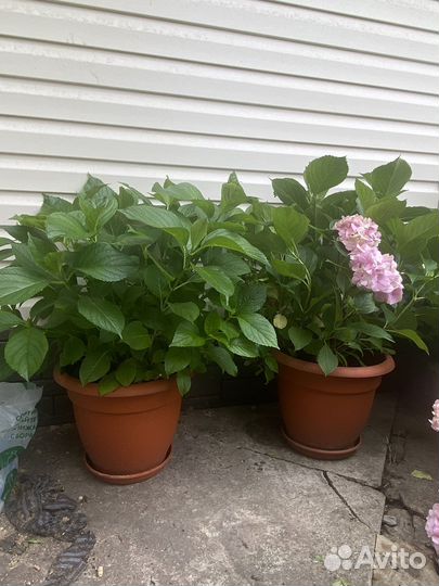 Гортензия розовая