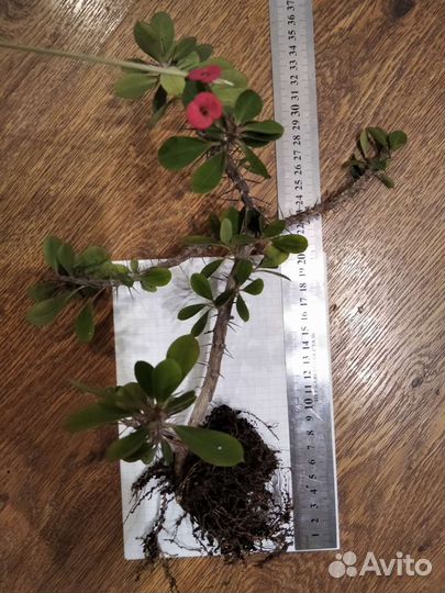 Эуфорбия миля, дримиопсис