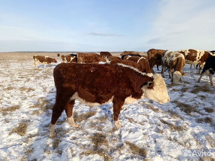 Быки и телочки