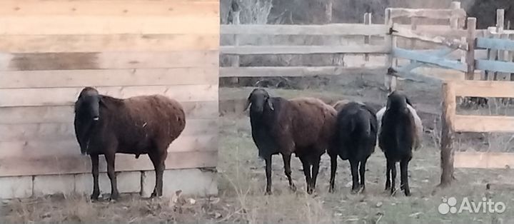 Бараны гиссарские