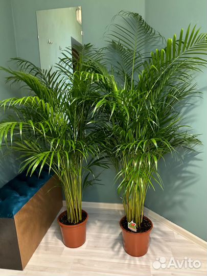 Дипсис Хризолидакарпус Арека Пальма Ховея